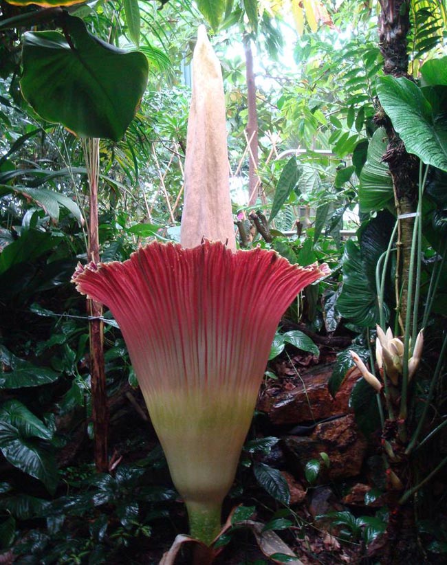 Hoa của nó cao tới 6 feet, tương đương 183 cm.